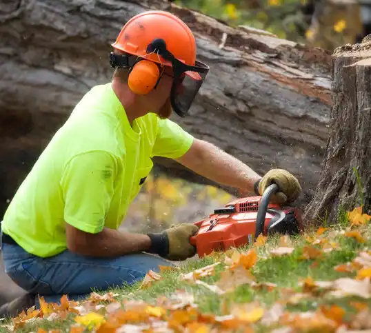 tree services Clarksdale